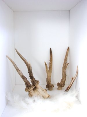 cerf